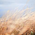Wind-Powered Cooling - selective photo of a wheat